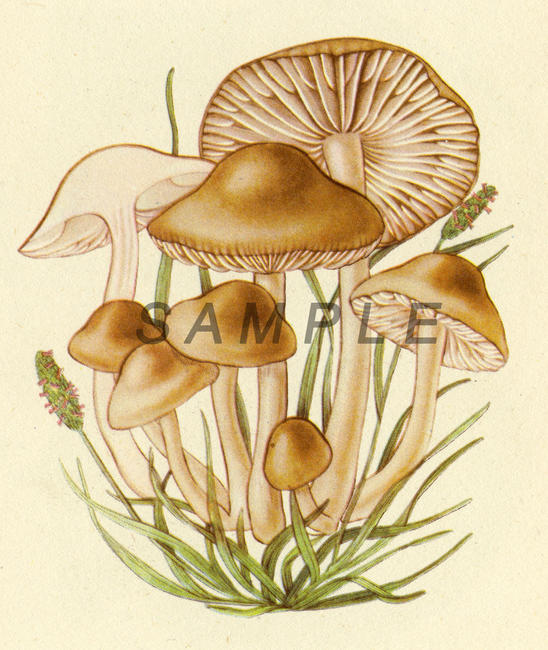 Fungus 5