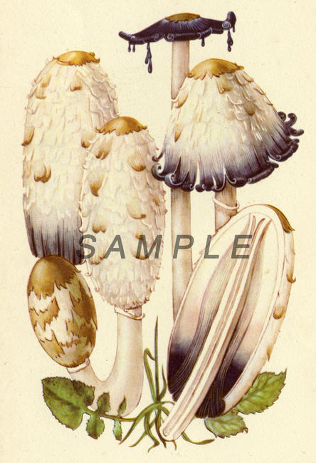 Fungus 6