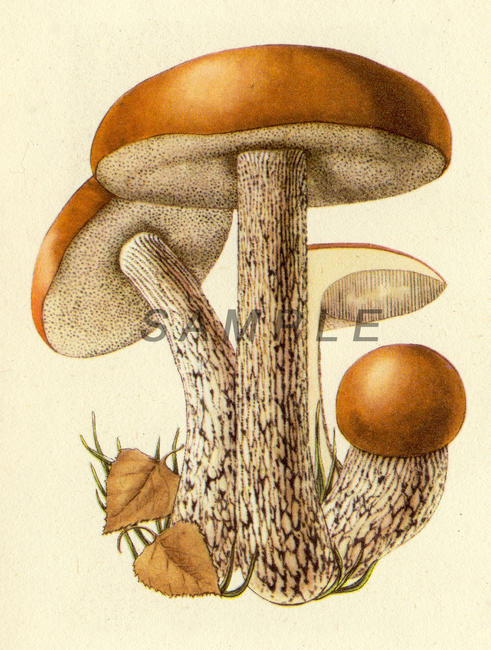 Fungus 7