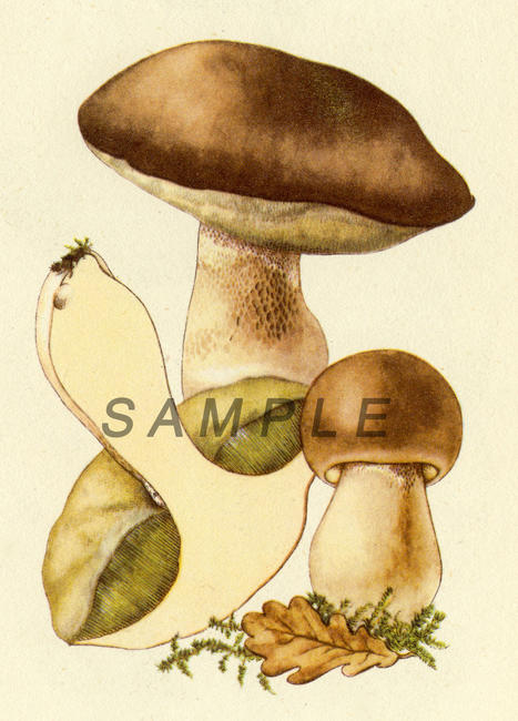 Fungus 8