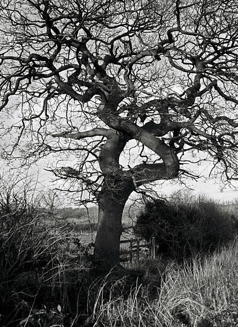 Winter Oak