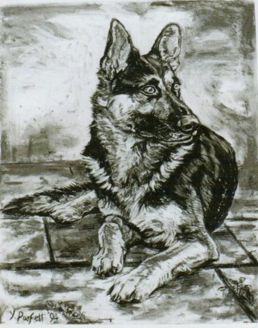 German Shepherd