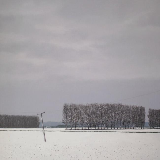 Poplars, Winter
