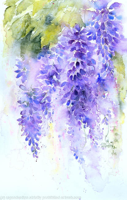 Wisteria