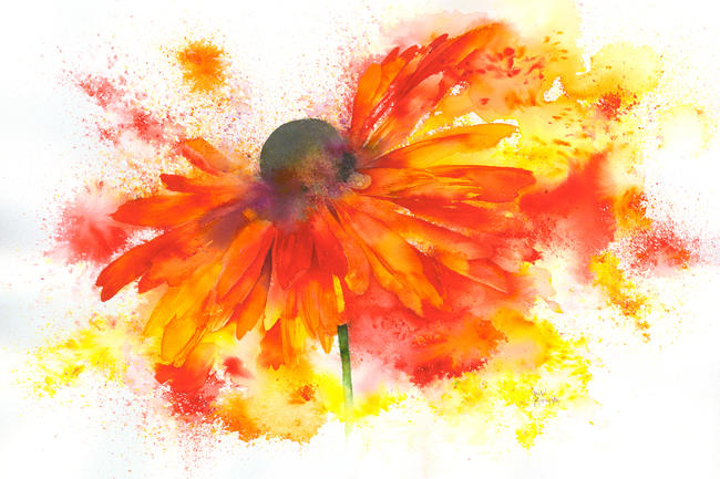 Red Rudbeckia