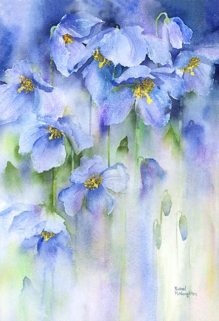 Himalayan Poppies