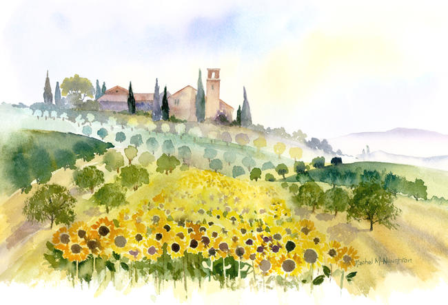Sunflowers and Olive Groves