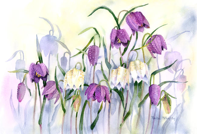 Snakeshead Fritillaries