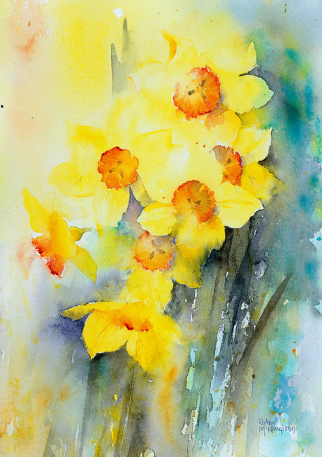 Yellow Narcissus