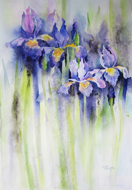 Siberian Iris
