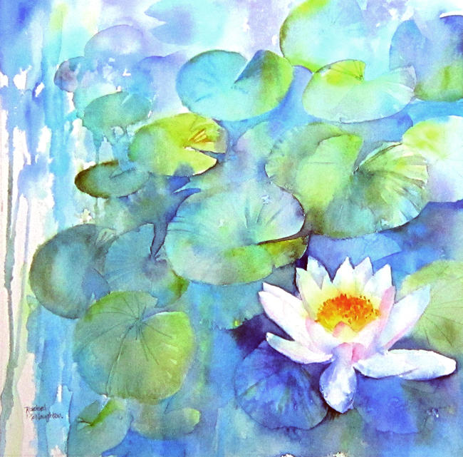 Waterlily