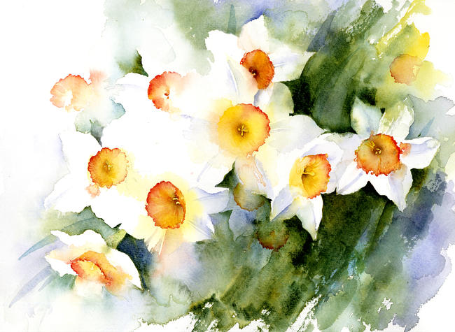Sunny Narcissus
