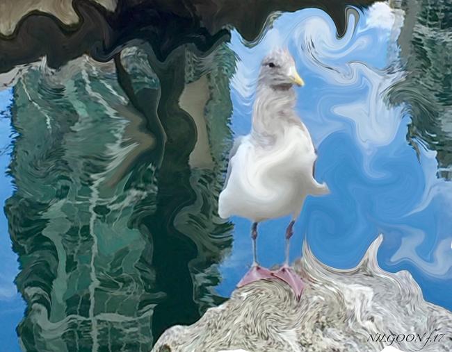 Seagull on the Rock