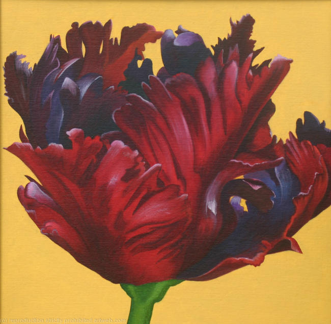 Tulip 'Black Parrot'