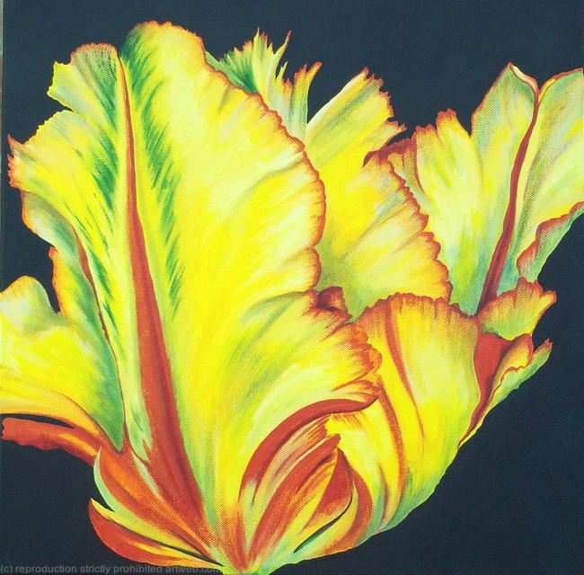 Tulip 'Texas Flame'