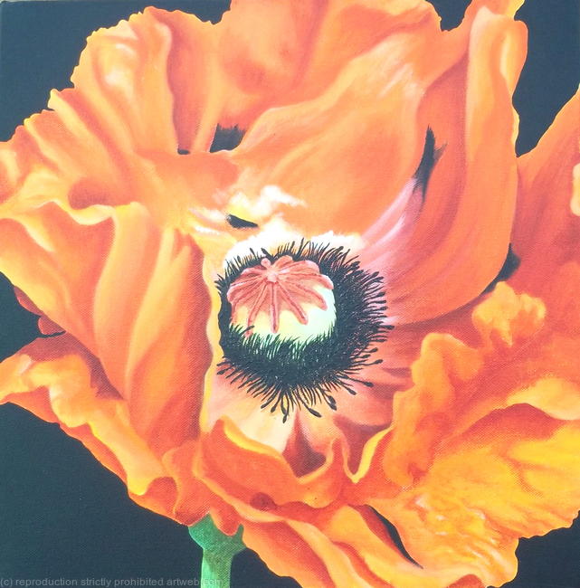 Poppy 'Allegro'
