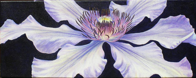 Clematis 'May Queen'