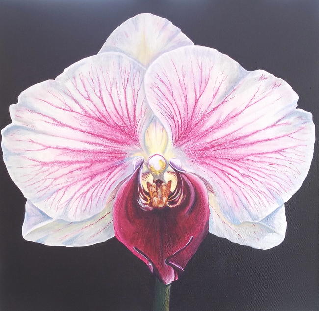 Moth Orchid