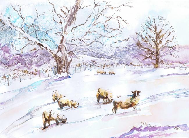 Winter Sheep