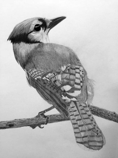 Cyanocitta cristata/ Blue bird