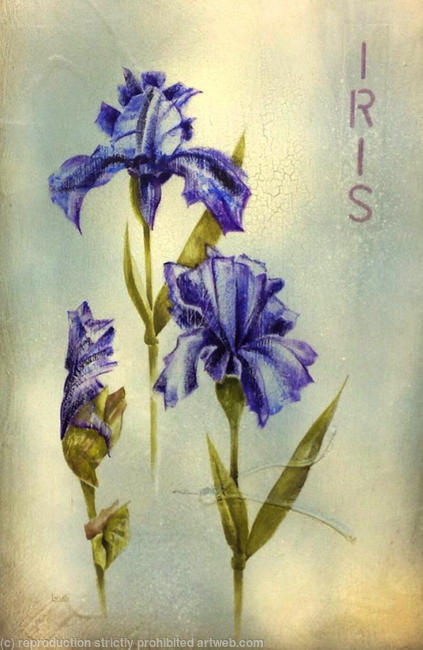 Blue Iris