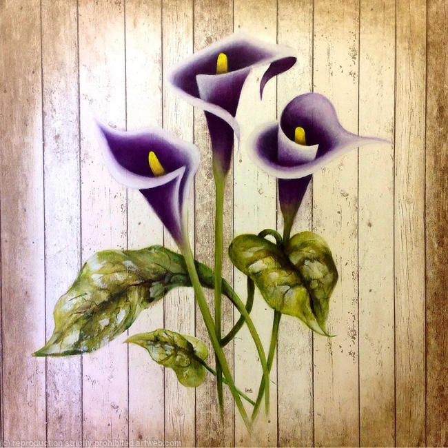 CALLA LILIES