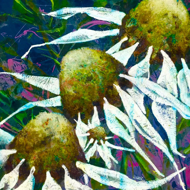 DAISIES