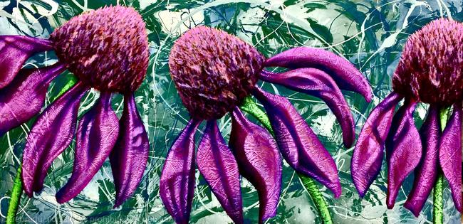 Echinacea