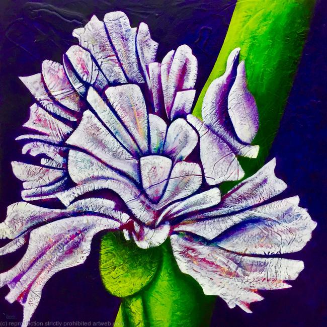 QUIRKY IRIS