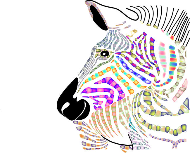 Zebra of many colours