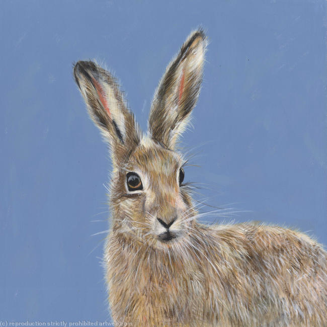 Brown Hare