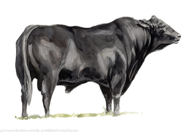 Aberdeen Angus Bull Signed giclee print. Supplied mounted and cellophane wrapped. 22x17cm