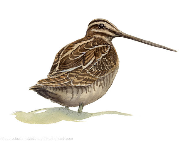 Snipe