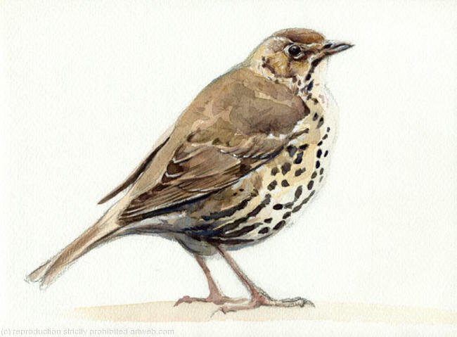 Song Thrush