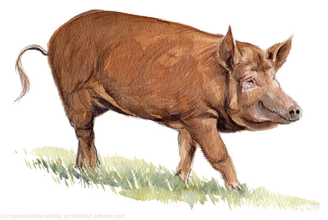 Tamworth Pig