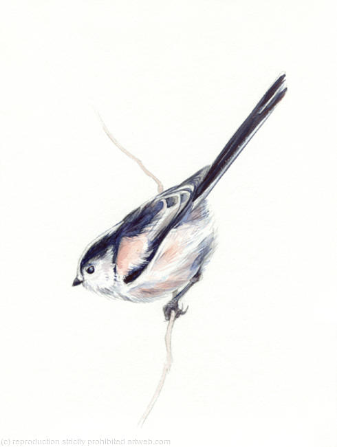 Long Tailed Tit
