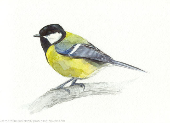 Great Tit