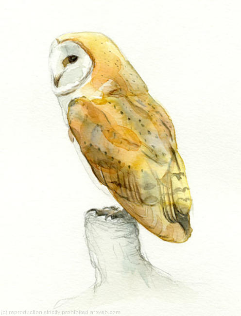 Barn Owl