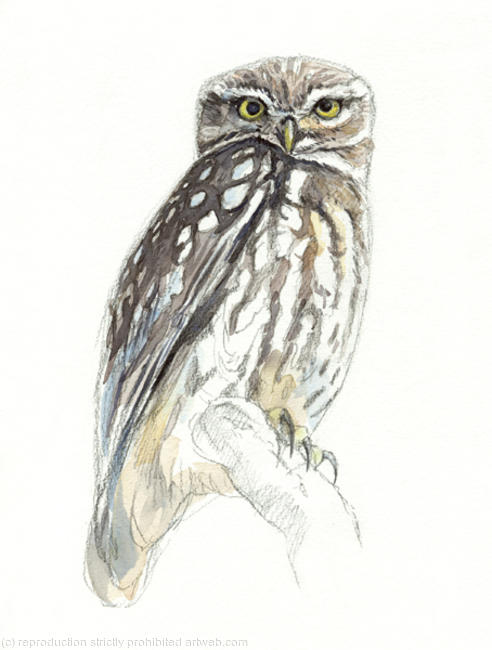 Little Owl