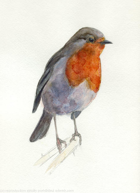 Robin