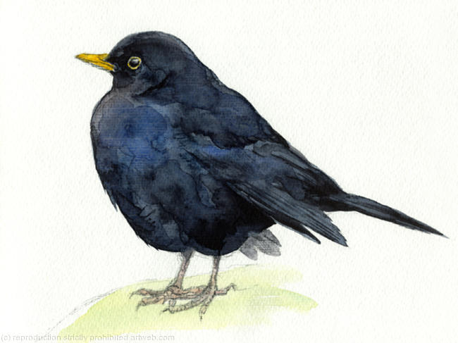 Blackbird 2
