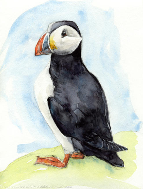 Puffin