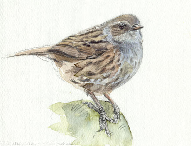 Dunnock