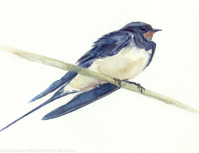 Swallow