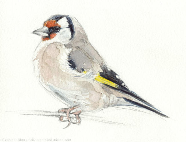 Goldfinch