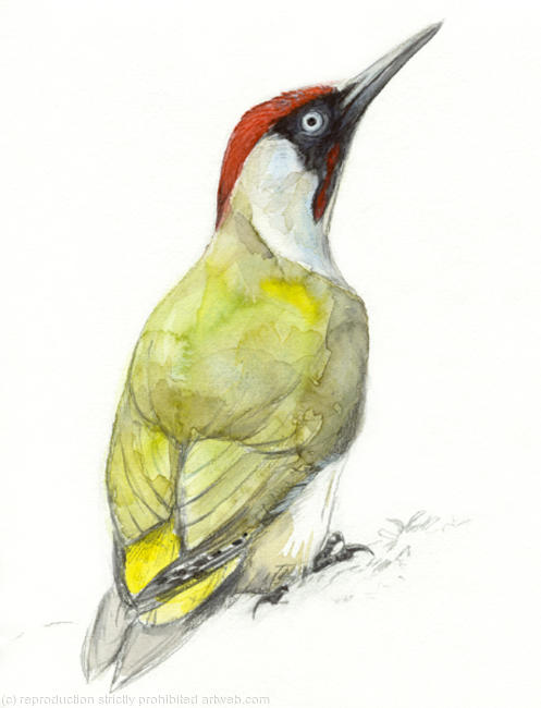Green Woodpecker