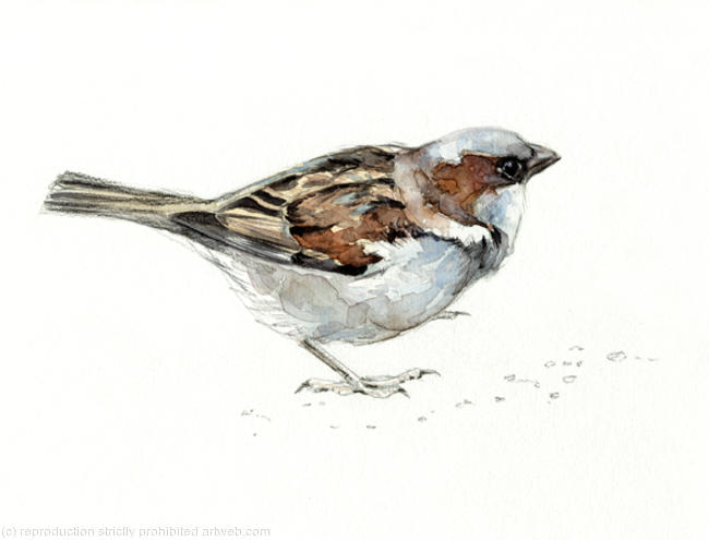 House Sparrow