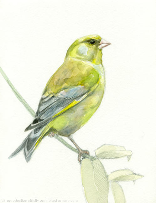 Greenfinch