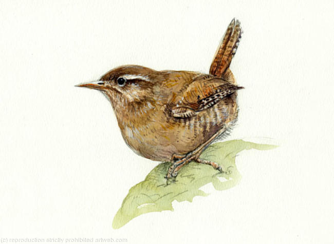 Wren