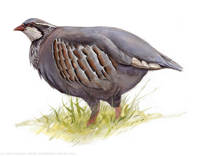 Red Legged Partridge